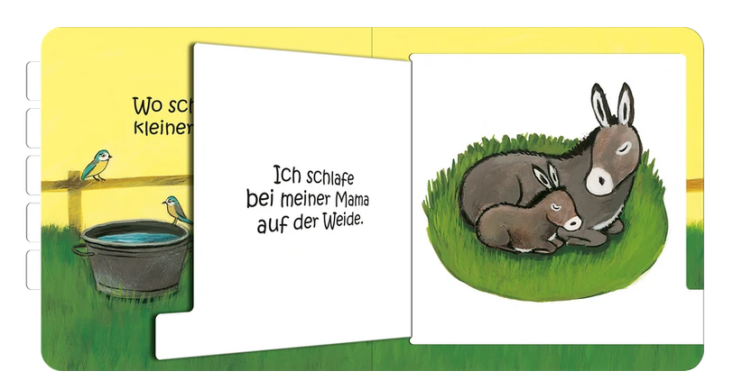 Wo schläfst du, kleine Eule?